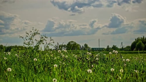 Feld der Löwenzahnblüten unter einem bewölkten Himmel. Zeitraffer
