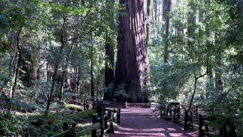 Massive redwood tree towering over a forest floor, with a walking path and a fence in the foreground