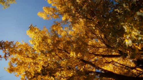 Golden Autumn Tree with Blue Sky Background