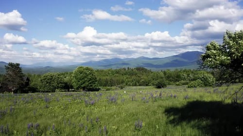 Beautiful Lupine Flowers and Mountain Hills
