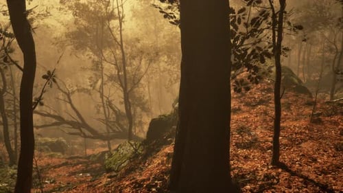 Enchanted Autumn Forest in Fog in the Morning