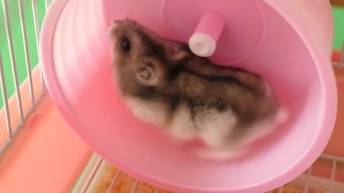Hamster Running in Pink Hamster Wheel in Cage