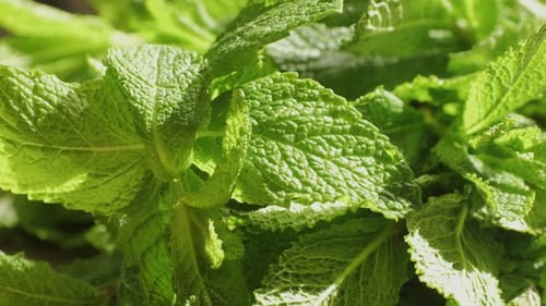 Green Leaves of Fresh Fragrant Mint with Water Drops Closeup