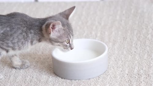 Gray Tabby Kitten Drinks Milk from Bowl