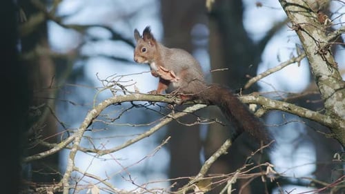 Wild squirrel climbing in tree sitting on the branch