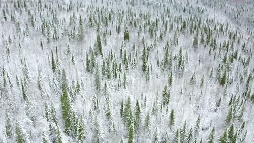 Blick von oben auf die grüne Fichte, die im weißen Schnee steht
