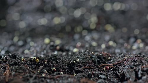 Seed Germination and Growth Time Lapse in Soil