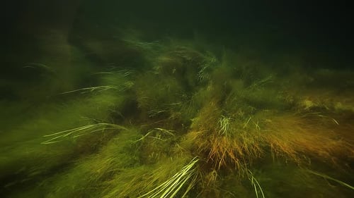 Grünlich-gelbes Seegras und Seetang bedecken den Boden und schwanken sanft im trüben Wasser.