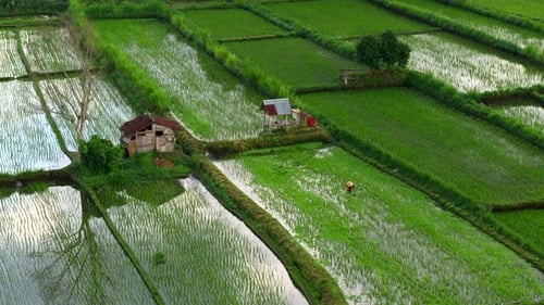 Aerial view of lush green rice paddy fields, Indonesia.
