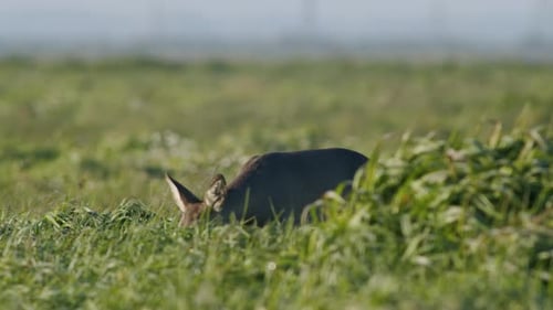 Common wild roe deer perfect closeup on meadow pasture autumn golden hour light
