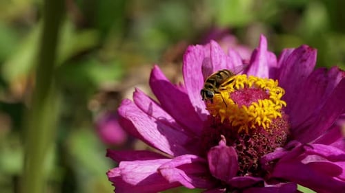 Bee Pollinating a Vibrant Flower in a Sunny Garden