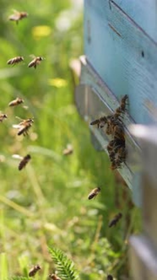 Bees flying near the beehive. Bees flying around beehive in spring field