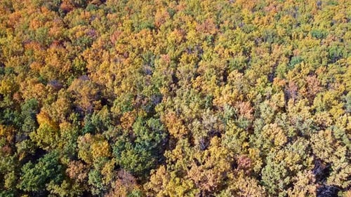 Aerial look down on sunny colorful autumn forest
