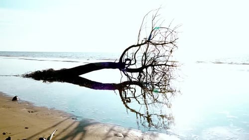 Underated Sunset Gerigat Beach,Fishing Village Kabong.White Sandy Beach,Green Coconut Trees and Blue
