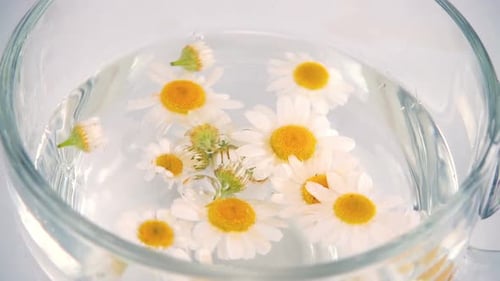 Chamomile Flowers Floating in Water for Herbal Tea