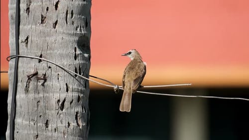 Un bulbo con ventilación amarilla (Pycnonotus goiavier) gira balanceándose posado sobre un cable metálico mirando hacia afuera