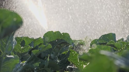 Irrigation Vegetable Plantation Sprinkler Irrigates Vegetable Crops