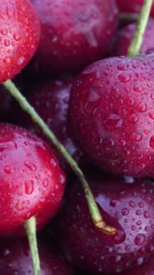Dark Juicy Red Cherries with Water Drops