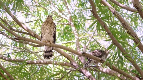 Juvenile Cooper's Hawk stretching its wings