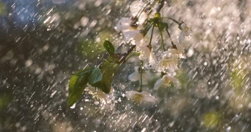 Cherry blossom period. Drops of spring rain fall on a cherry blossom. Shot on super slow motion
