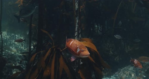 Fische schwimmen durch den Seetangwald