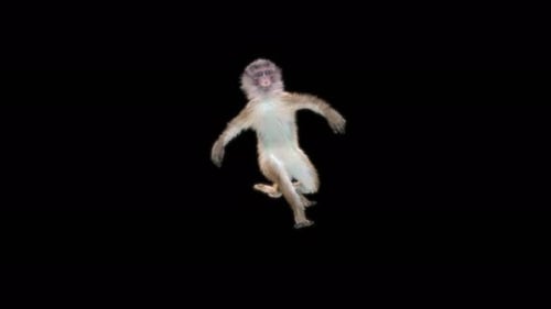 32 Monkey Dance 4K