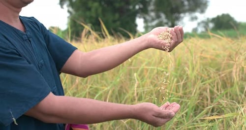 Close-up of farmer hand showing rice in the paddy field.