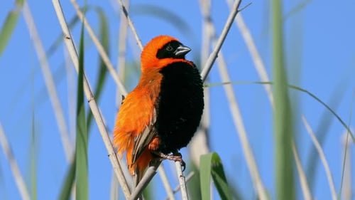 Colorful Orange and Black Bird Perched on Branch