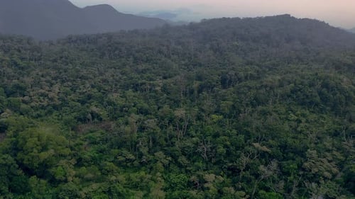 Flying above the trees in a tropical forest on a mountain