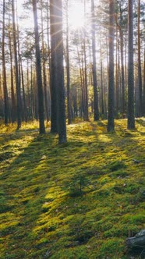 La lumière du soleil, les rayons du soleil brillent à travers les bois dans un paysage forestier
