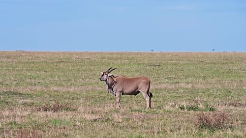 Eland, die größte Antilope, auf einer Wiese in der kenianischen Savanne