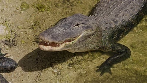 Alligator with Wide Open Mouth in Water
