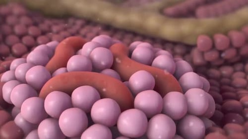 3D Medical Animation: Insulin and Glucagon Hormones from Pancreatic Cells