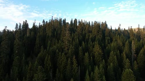 Coucher de soleil au-dessus de la forêt d'épicéas de montagne