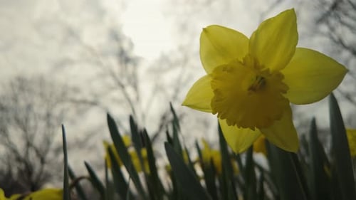 Daffodils Narcissus Yellow Daffodil Flowers Blooming in Spring Garden Park