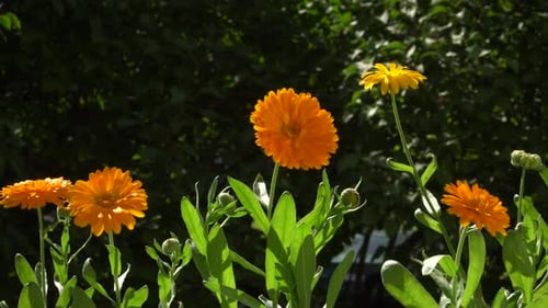 Calendula flowers. Panoramic view of growing medicinal plants on the natural background of bush gree