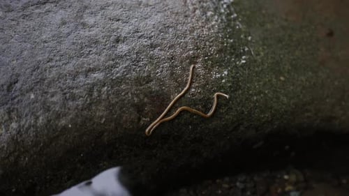 Hammerhead Worm on Rock in Tropical Environment