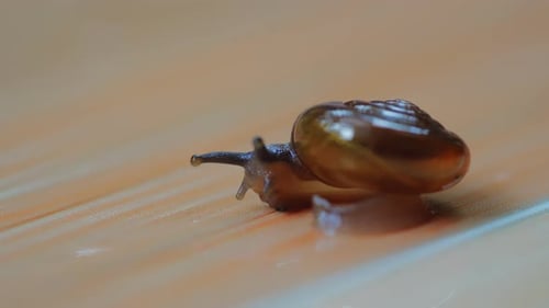 Closeup snail eating on brick floor