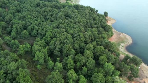 Aerial Tropical Forest