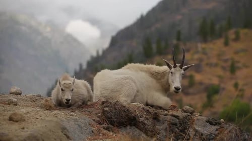 Wild mountain goats on ledge in The Enchantments,