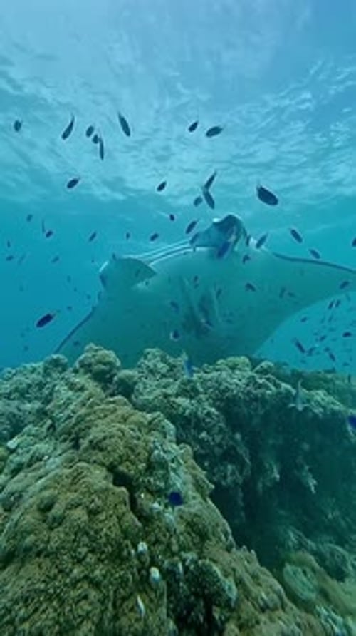 Graceful Manta Ray Swims Over Coral Reef