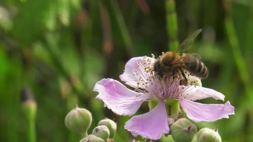 Bee Pollinating Pink Flower in a Green Meadow