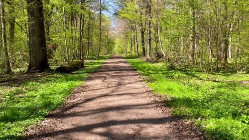 POV walking through forest and empty dirt road Germany.