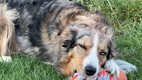 Portrait of an beautiful Border Collie chewing on toy. Cute family dog sitting and panting in front