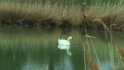 Mute swan (Cygnus olor) reflected as it paddles across a lake in spring