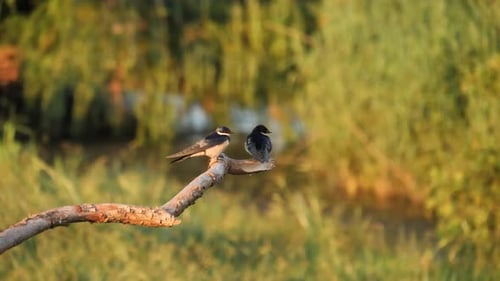 Two White-Throated Swallow Birds Perch on Branch and Fly Away Together