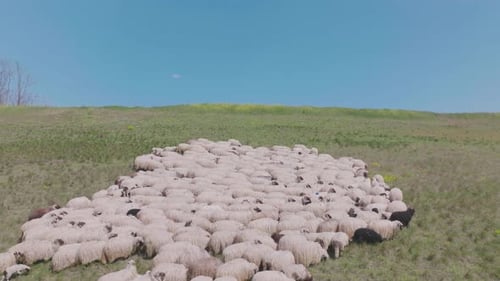 Schafherde drängt sich zusammen