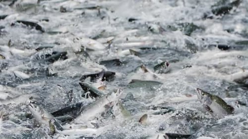 A Slow Motion Shot of Pink Salmon Splashing in a Fishing Net