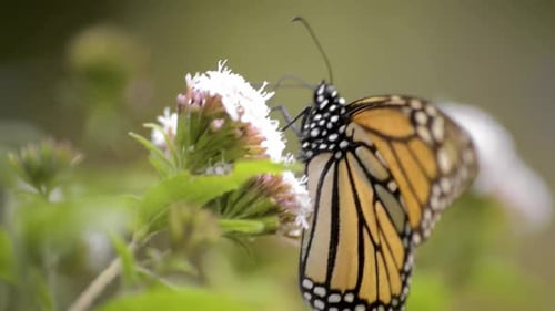 Close up of a beautiful monarch butterfly eating nectar on a flower. Pollination concept
