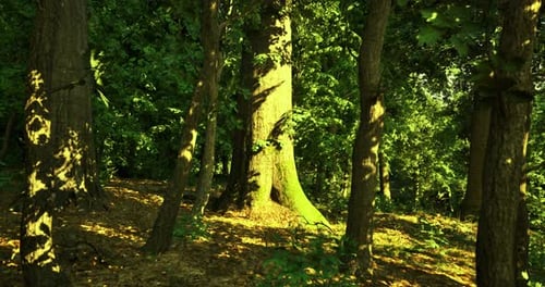 Sunlight Filters Through Trees in Lush Green Forest During a Summer Afternoon